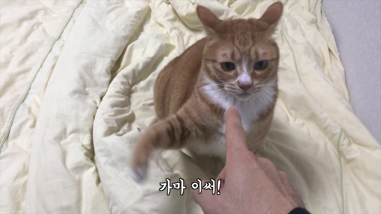 고양이와 코코코코를 해보았습니다.