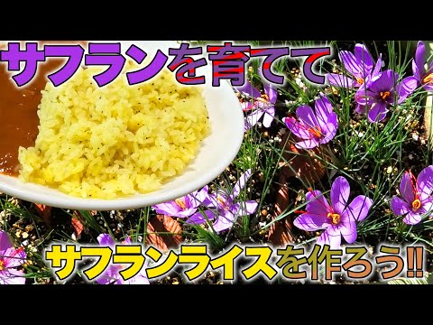 サフラン栽培