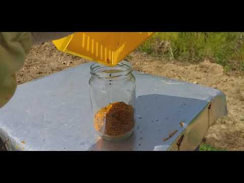 How to collect bee pollen and pack it in a glass jar