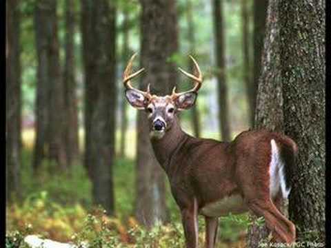 Poslednja igra leptira - Jeleni umiru sami