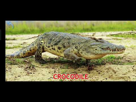 animals naim tokking#animalphotography