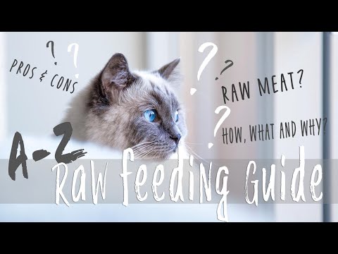 RAW Feeding Guide ! Pros and Cons | Guide and FAQ | Ragdolls Pixie and Bluebell