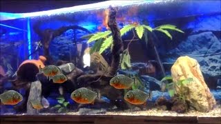 Red belly Piranha feeding.