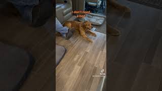 RV Life - who gets the bed?  #rvlife #rvdogs #rvcat #blueheeler #goldenretriever #orangecat #fypシ