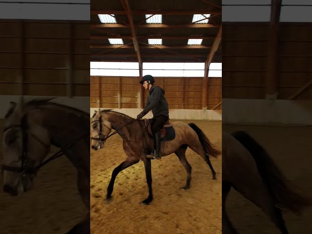 ? &Agrave; vendre &ndash; LORNA DE SAN PABLO, jument Lusitanienne P