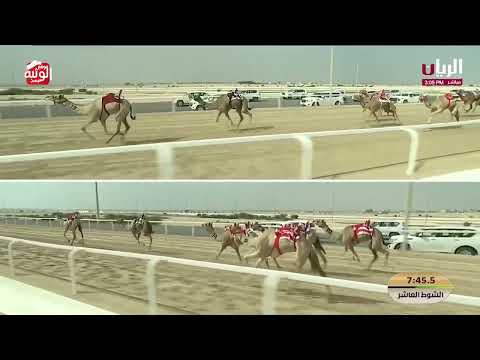 ش 10 (الطايفه) لـ هجن الرئاسة 12:18:90 ، مهرجان ختامي الشحانية 2026/04/28 حول