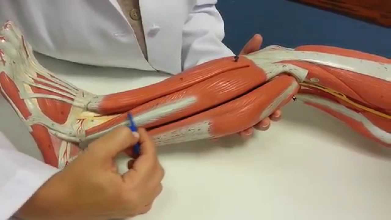 Músculos da Perna e do Pé