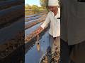 Mulching Paper Holes Easy Method