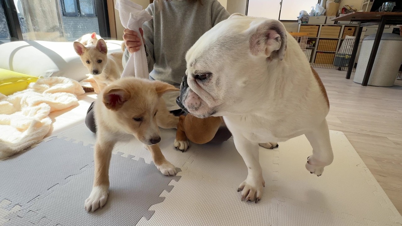 介護が必要な子犬と一緒に、歩く練習をするまるこが優しかった…