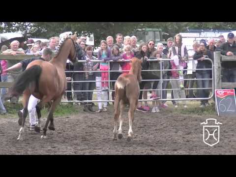 NF062 Hengstfohlen von Uriko   Larimar   Candillo Schnappschuss 03 08 2015 22:30:13 Apple Geräte HD