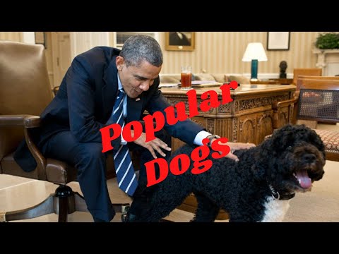 Top 10 Popular Dog Breeds today