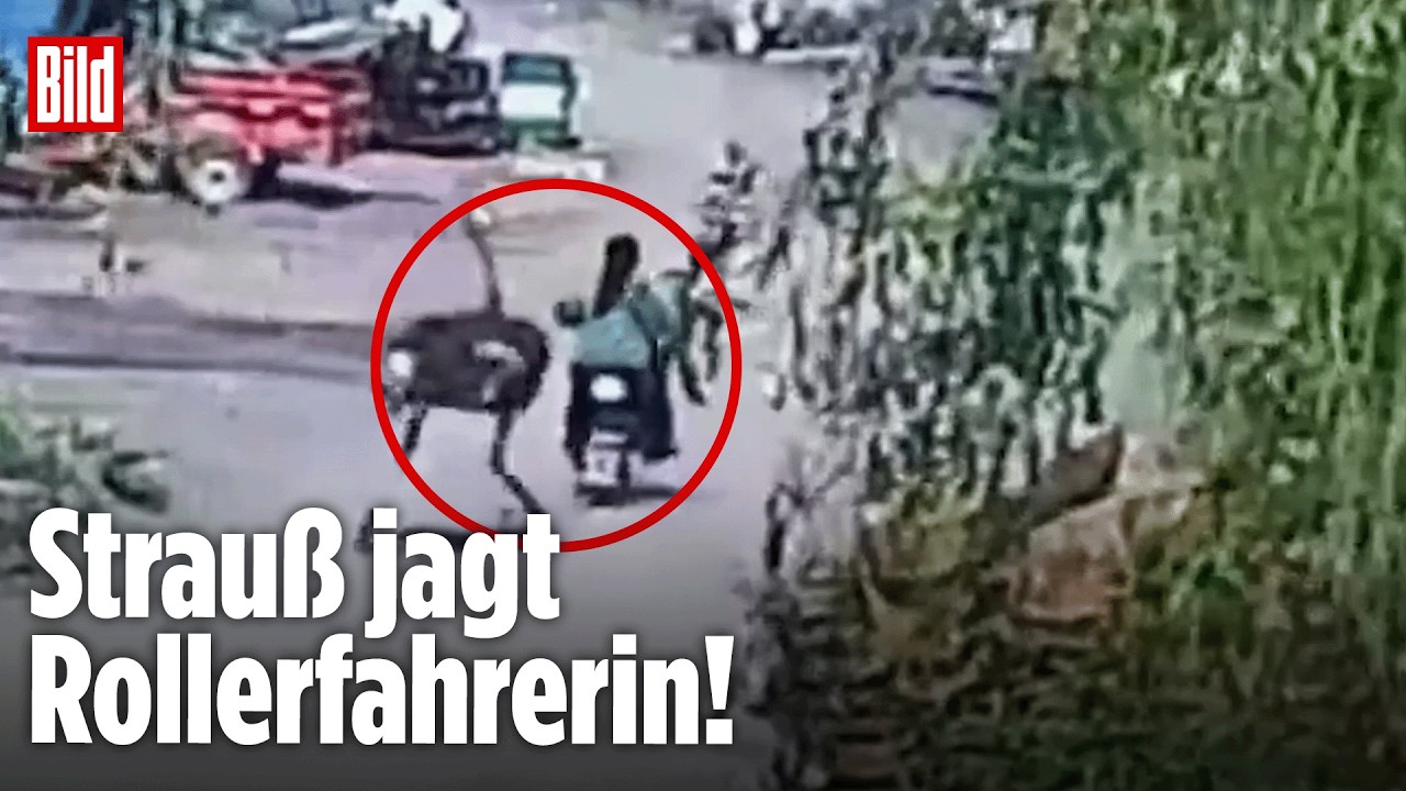 China: Strauß überholt Rollerfahrerin und stößt sie zu Boden!