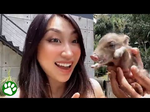 Woman rescues wild baby boar