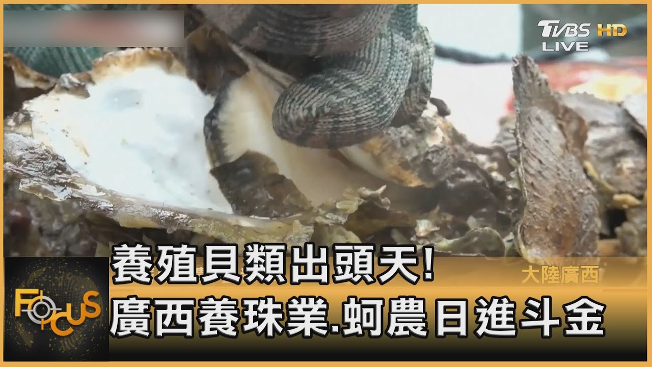 養殖貝類出頭天! 廣西養珠業.蚵農日進斗金