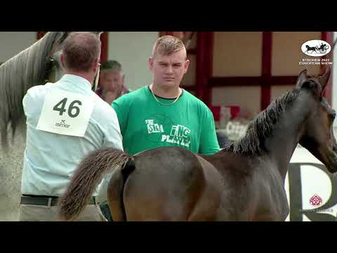 N 46 WADEE THE MAGIC K   Strohen 2021 European C Show   Foals Class 12