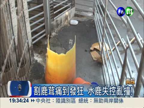 割鹿茸痛到發狂 水鹿撞死飼主!