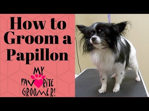 download lagu mp3 mp4 Papillon Dog Haircuts, download lagu Papillon Dog Haircuts gratis, unduh video klip Papillon Dog Haircuts
