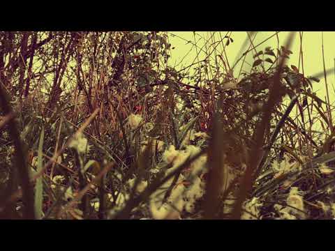 Půjčovna andělů - novela o dívce se dvěma srdci a zázracích