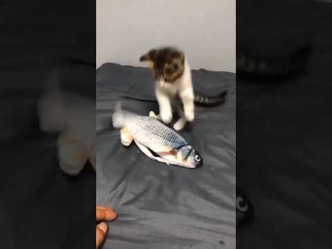 Why Kitten Videos Are So Irresistible