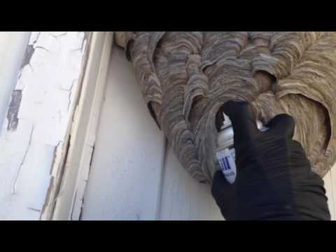 Humongous hornets nest scares away potential tenants in Princeton, NJ