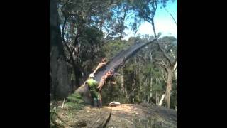 Langhi Ghiran Burnt out Tree Falls Part 3