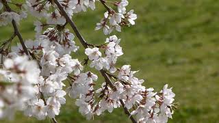 【IL DIVO】Come Primavera 【SAKURA】