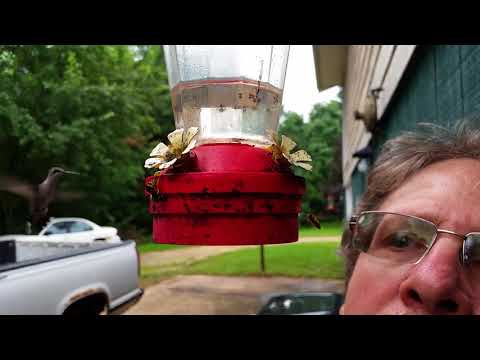 Hummingbird Feeding Frenzy