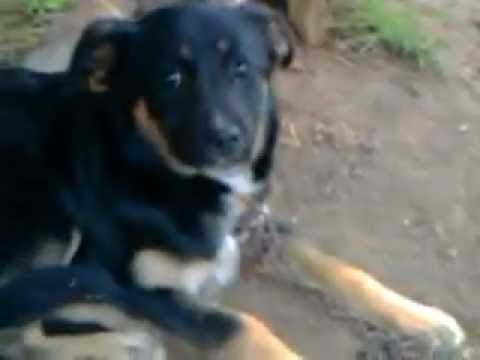 sever mondialul din crangu