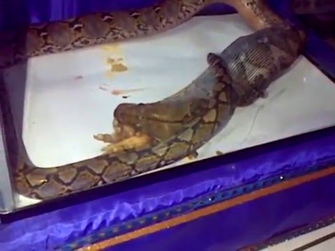 Membeli palu obat Thor di Saratov Bahwa setelah patogen perempuan
