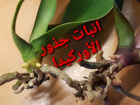 , title : 'طريقة لتحفيز نمو جذور جديدة للأوركيد مع إحياء الأوراق الرخوة Orchid'