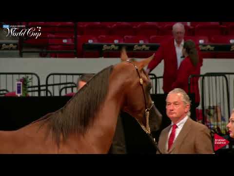 N.120 BODACIOUS PA - LAS VEGAS 2019 - Arabian World Cup Junior ColtsGeldings ATH (Class 104).mp4