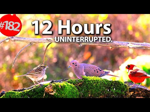 TV for Cats to Watch 😻 Best of Uninterrupted Cat TV Videos 🐦12 Hour Compilation of Birds @LensMyth