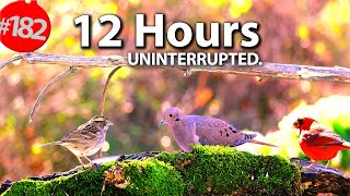 TV for Cats to Watch 😻 Best of Uninterrupted Cat TV Videos 🐦12 Hour Compilation of Birds @LensMyth