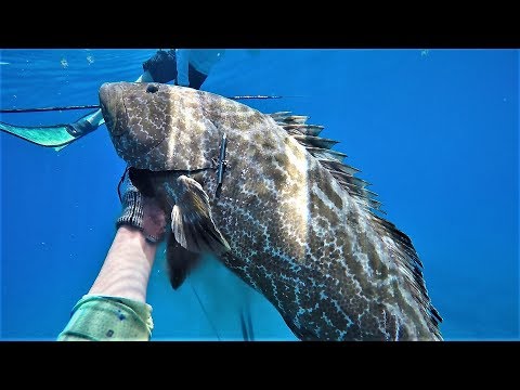 Spearfishing/Fishing Bahamas May-June 2017