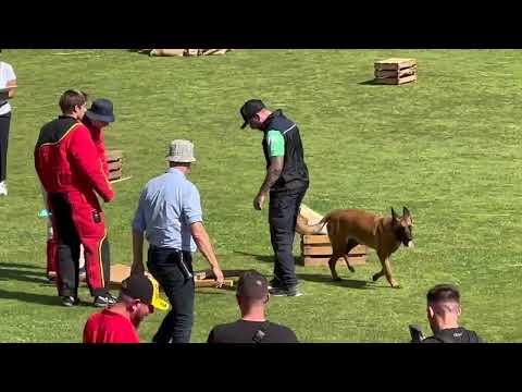 Team Brazil 2023 Mondioring World Championship MR2 Grand Prix