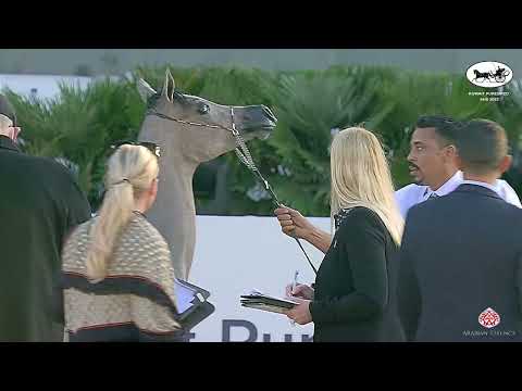 N 14 GAZAL ALAD   Kuwait Purebred Arabian Horses Show 2022   Yearling Fillies Class 1A