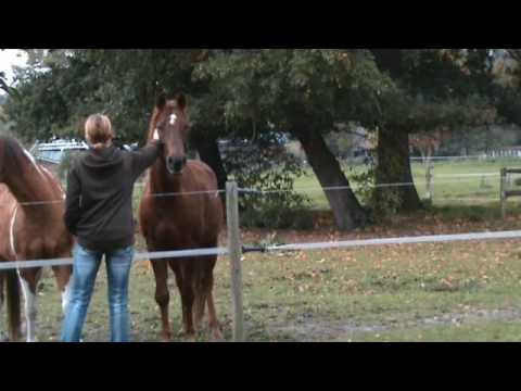 Leitstutenprinzip - Scrat kommt auf Zuruf im Galopp