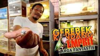 Burung Kacamata Dan Bentet Kelabu Diperkirakan Telah Punah