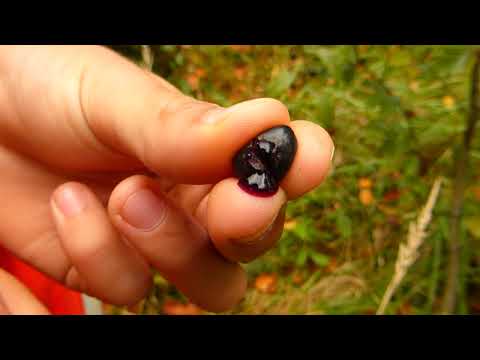 Pokrzyk wilcza jagoda, TRUJĄCA BORÓWKA!