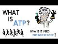 What Is ATP & How Does ATP Work During Exercise?