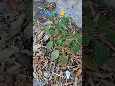 🌾Muda  Ipê Amarelo na serra Crato araripe Ceará 🌾