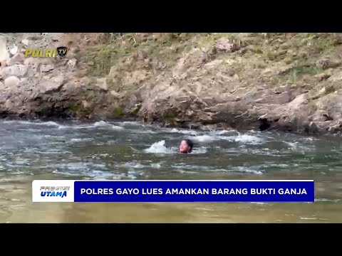 PERSONEL POLRES GAYO LUES CEDERA SAAT AMANKAN BARANG BUKTI GANJA DI SUNGAI