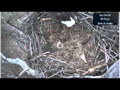 NCTC Eagles - Feb 3 2013 - 511 to 530 pm -  Time get the Crib Rails Up & Get the Bowl Ready for Eggs