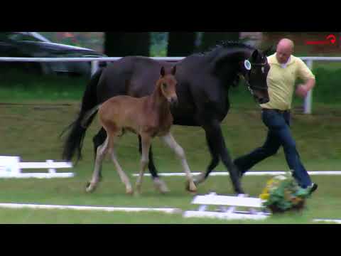 Hengstfohlen von Fürst Belissaro