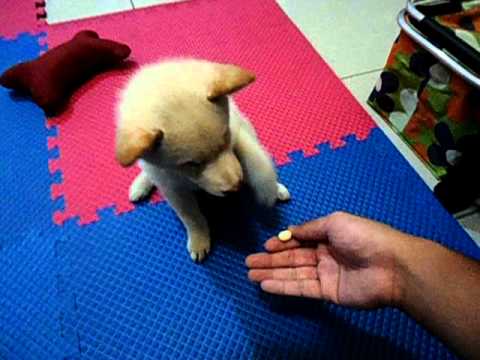 教了一小時~ 杏仁學會握手><(原發表者:jimmilk7995)(影片)