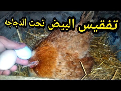 , title : 'الطريقة الصحيحة لتفقيس البيض تحت الدجاجه 🐔 - ناجحة 100%'