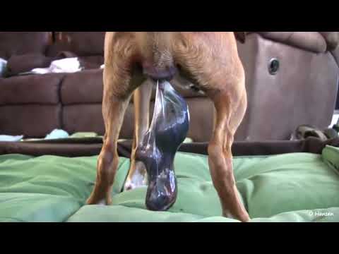 Birth of dogs