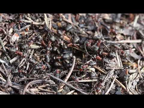 Ants are bustling about in an anthill. (no sound)