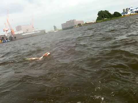 "Seehündin" vor den Emder Nordseewerken gefilmt