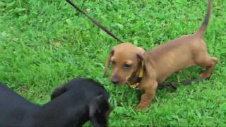 preview picture of video 'Puppy Dachshund named Kotte, shot  in Full HD'